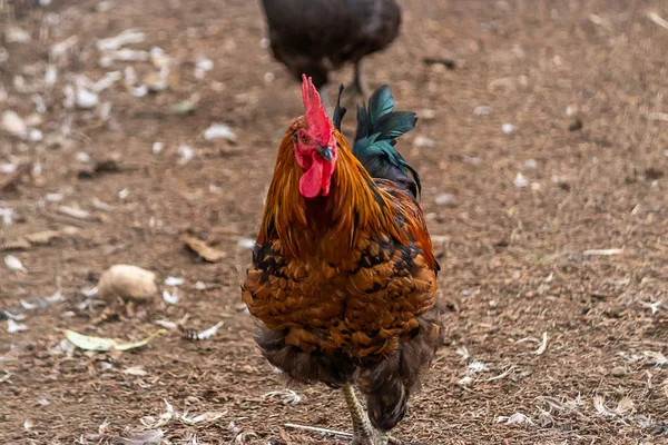 Un gallo rojo marrón y verde en una granja — Foto de Stock