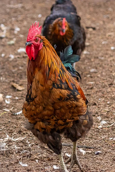 Stor röd brun och grön kyckling gå runt — Stockfoto