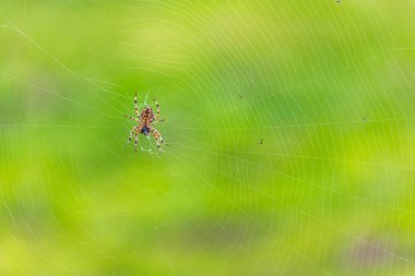 çok parlak yeşil zemin üzerine büyük örümcek ile parlak web