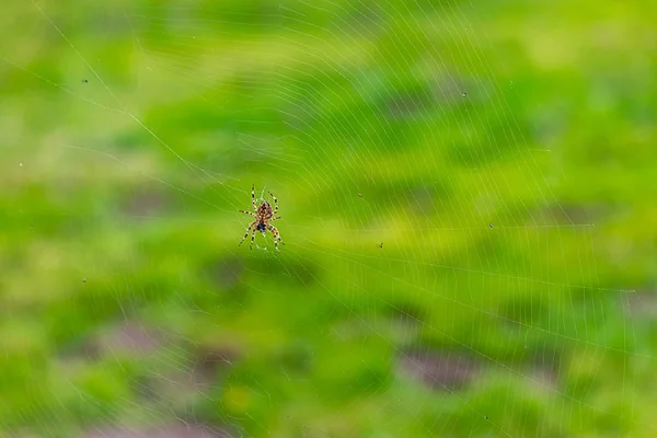 Hierba brillante detrás de tela de araña y araña grande — Foto de Stock