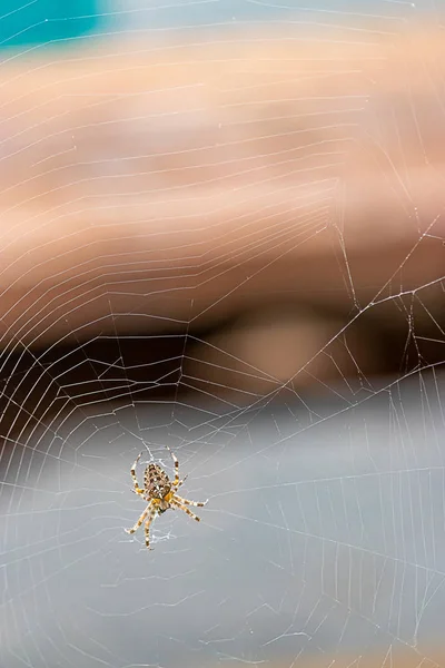 Verschwommenes Hintergrundnetz und große Spinne vertikal — Stockfoto