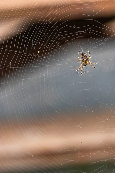 Araña y tela contra fondo borroso en Washington —  Fotos de Stock