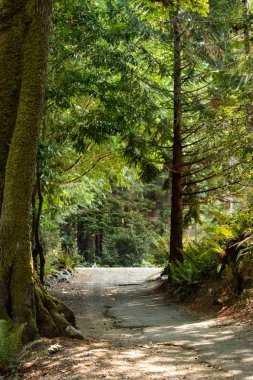Mayo ve küçük ayak izi çevresinde orman büyüme dikey atış