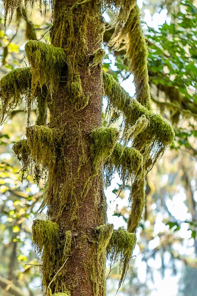 Musgo coberto tronco de árvore na floresta tropical hoh — Fotografia de Stock