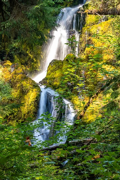 Regenwald im Washington State mit Wasserfall im Hintergrund — Stockfoto