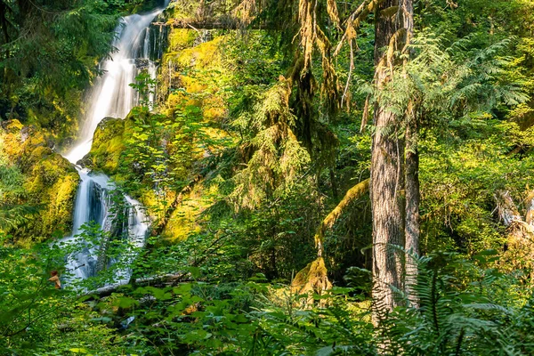 Regnskogen i washington state med vattenfall — Stockfoto