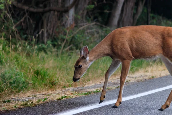 yetişkin dişi geyik otlar ve çim doğru bir yol boyunca hareket eder