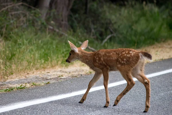 Pequeno veado jovem com manchas se move através da estrada para comer grama — Fotografia de Stock