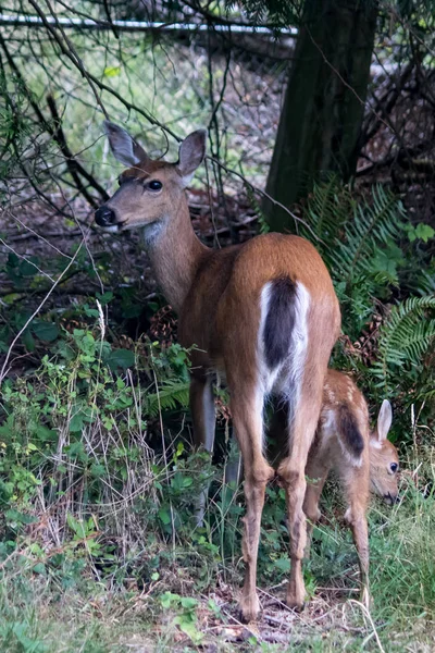 Grande mère cerf regarde comme faon mange de l'herbe le long de la clôture à Washington — Photo