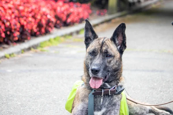 large brindle dog looks happy in flower garden in summer