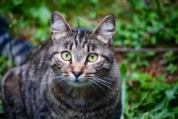 Cabeça e corpo de um gato de olhos verdes tabbly — Fotografia de Stock
