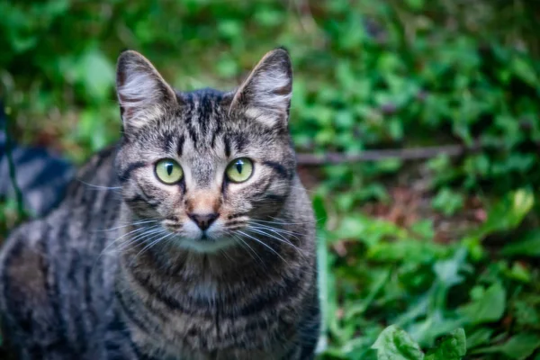 夏の庭でのショットの左に囲まれた緑の目を持つ猫 — ストック写真