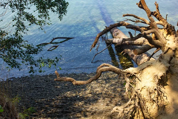 Raíces de árboles y ramas cerca de las orillas del sonido púbico —  Fotos de Stock