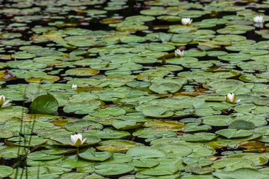 su üzerinde nilüferler float