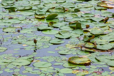 Nilüferler yansıtıcı su üzerinde yüzen