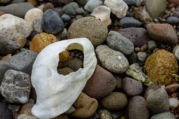 Concha de ostra sentado en rocas de colores en la costa — Foto de Stock