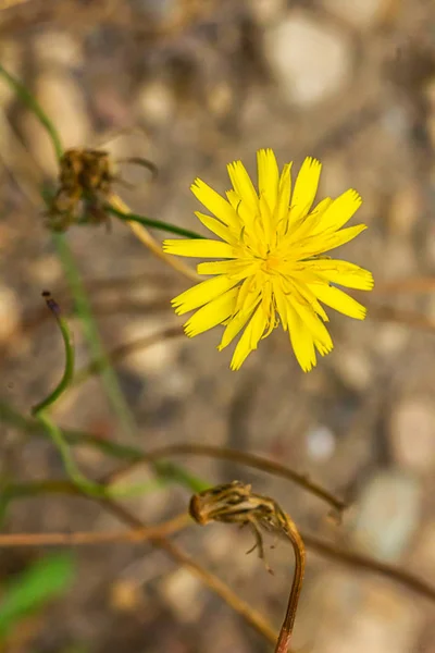 Gula dandilion blommor i bruna jorden i slutet av sommaren 2 — Stockfoto