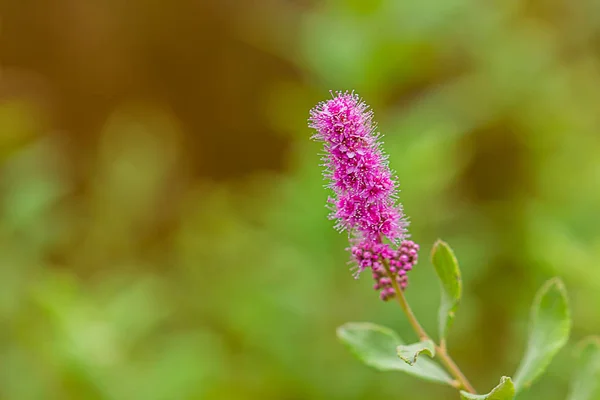 蓬松的粉红色组锥形花在灌木与绿色背景 — 图库照片