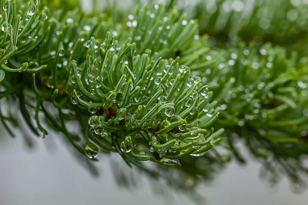 Dagg i en vintergrön gren närbild — Stockfoto