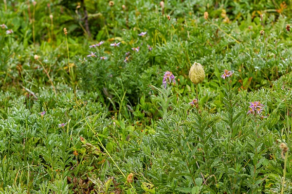 Flores florescendo em um campo verde brilhante — Fotografia de Stock