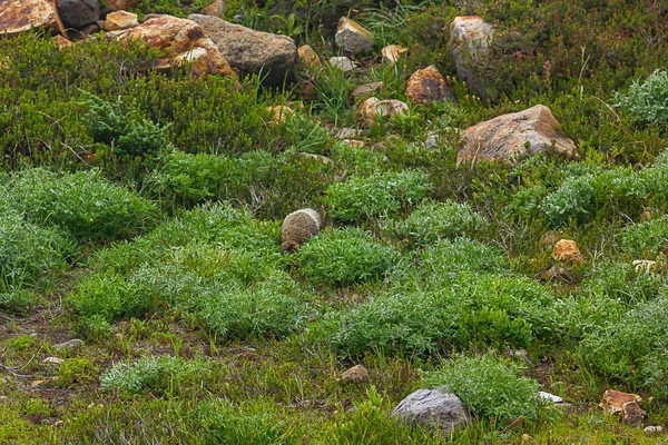 Dos d'une marmotte alpine se mélangeant dans les rochers — Photo