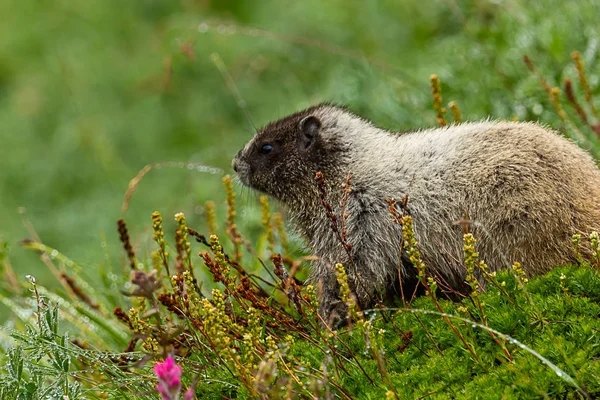 Marmota alpina sentada en un prado verde — Foto de Stock