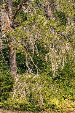 kısmen ölü ağaçların ağartılmış dalları kontrast koyu orman
