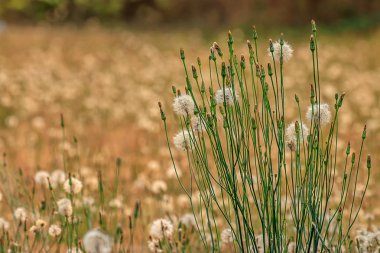 yoğun alan geç yaz karahindiba en altın bir toplu iş hala yeşil