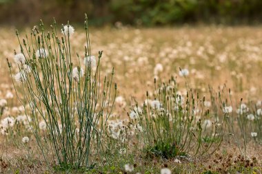 iki alanda geç Ağustos dandelions gruplar