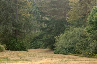 Yaz orman derin yeşil lider kuru biçilmis alan