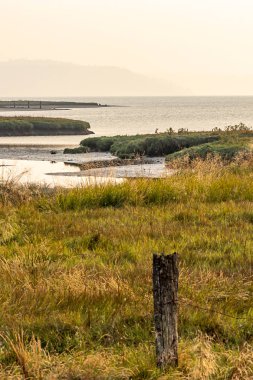 kaput kanalının kıyı şeridi boyunca dikey sulak alanlar