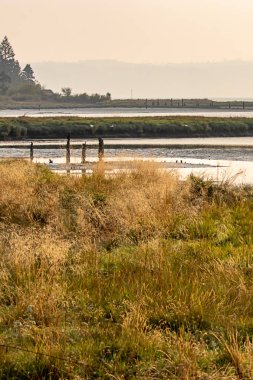 ağustos ayında sulak alanlarda yetişen uzun boylu yabani otlar