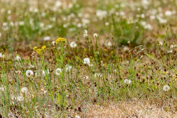 Gelbe, grüne und weiße Löwenzahne im Gras — Stockfoto