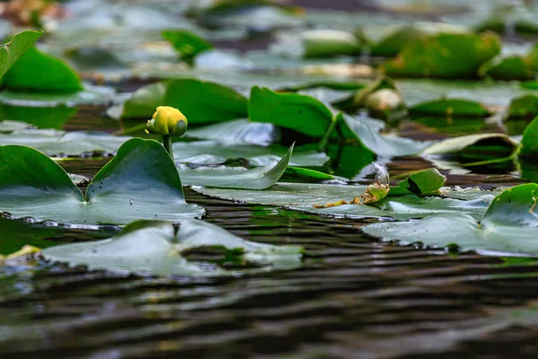 Lilypads 및 어두운 호수에 노란색 꽃의 그룹 — 스톡 사진