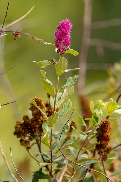 Pembe kelebek bush bloom kurutulmuş çiçek ile Ağustos — Stok fotoğraf