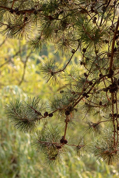 Brances de pinheiros escuros verticais com cones contra fundo verde de balde — Fotografia de Stock