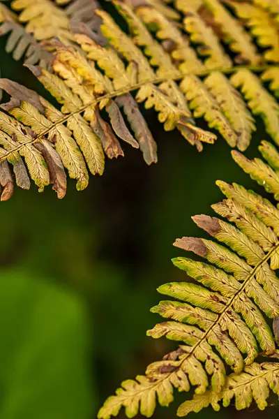 Felci Secche Dorate Fine Agosto Contrasto Contro Verde Del Giardino — Foto Stock