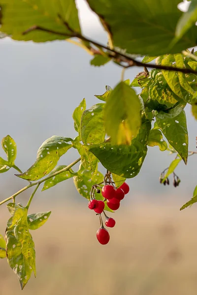 Folhas verdes e bagas vermelhas na videira de verão — Fotografia de Stock