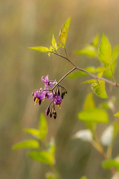 Fioriture viola intenso della pianta belladonna mortale — Foto Stock