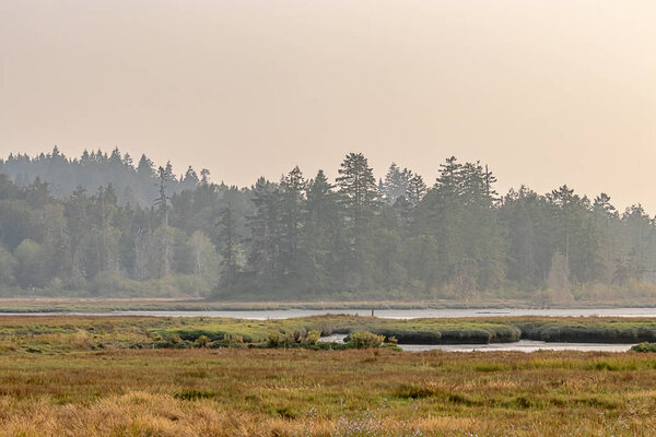 mossy green forest and deep golden grasses with water