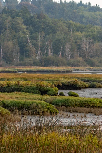 湿地の深い緑に対する黄金色 — ストック写真