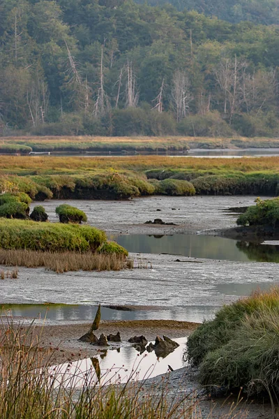 Moeras grassen en modder die verticaal neergeschoten zijn in de staats wetlands van Washington — Stockfoto