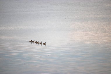 Kanadalı kaz oluşumu puget ses yüzme hattı