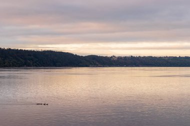 bulut mount rainier sabah kaplı önce Kanada kazlar yüzmek