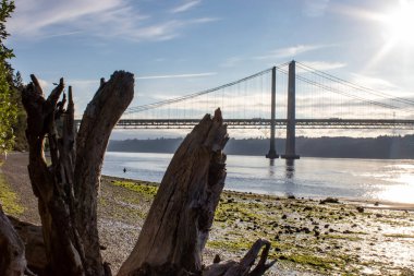 drift ahşap tacoma narrows bridge yakınındaki plaj boyunca