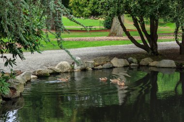 küçük genç ducklings birlikte insan yapımı gölet üzerinde yüzmek