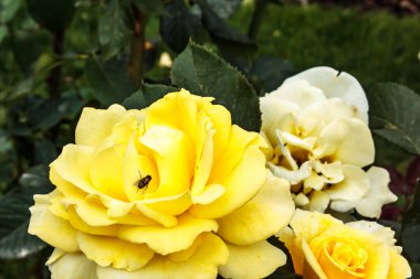 karanlık parlak uçmak güzel sarı gül bahçesinde üzerinde