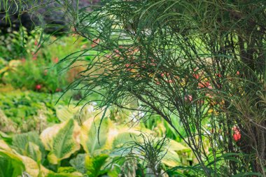 yapraklı bahçe yeşil Ayrıntılar kuzeybatısında Bahçe 2