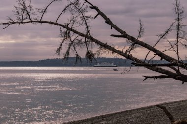 Puget sound ve feribot geçiş şafakta ayrıntılarla ağaç