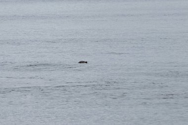 suyun üstünde bakmak sealion Başkanı
